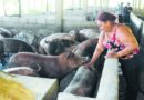 Autoridades inician el sacrificio de cerdos en granjas Sánchez Ramírez