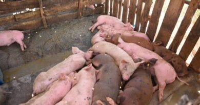 Cuba emite Alerta sanitaria por brote de la peste porcina africana en República Dominicana