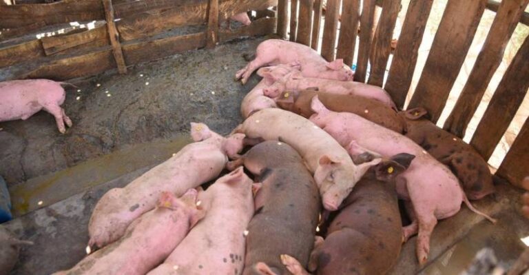 Cuba emite Alerta sanitaria por brote de la peste porcina africana en República Dominicana
