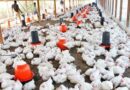 Protesta: Dejan de vender carne de pollo por 24 horas
