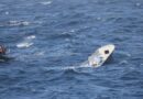 Zozobra embarcación se dirigía a Puerto Rico; rescatan dos muertos y seis vivos