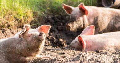 Productos porcinos de República Dominicana todavía no pueden ser llevados hacia Estados Unidos
