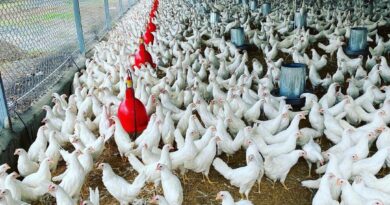 Sector avícola garantiza pollos para diciembre a precios asequibles