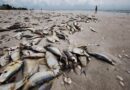 Investigan muerte peces en Sabana de la Mar y Miches