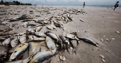 Investigan muerte peces en Sabana de la Mar y Miches