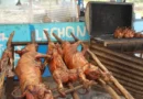 Productores garantizan carnes de cerdo y pollo en periodo navideño