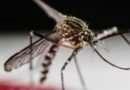 Más de 2 mil casos de dengue en lo que va de año