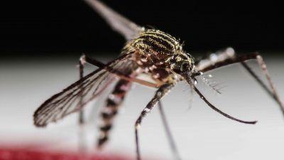 dengue