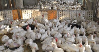 Autoridades agropecuarias y avícolas garantizan abundancia de pollo en Navidad y Año Nuevo 
