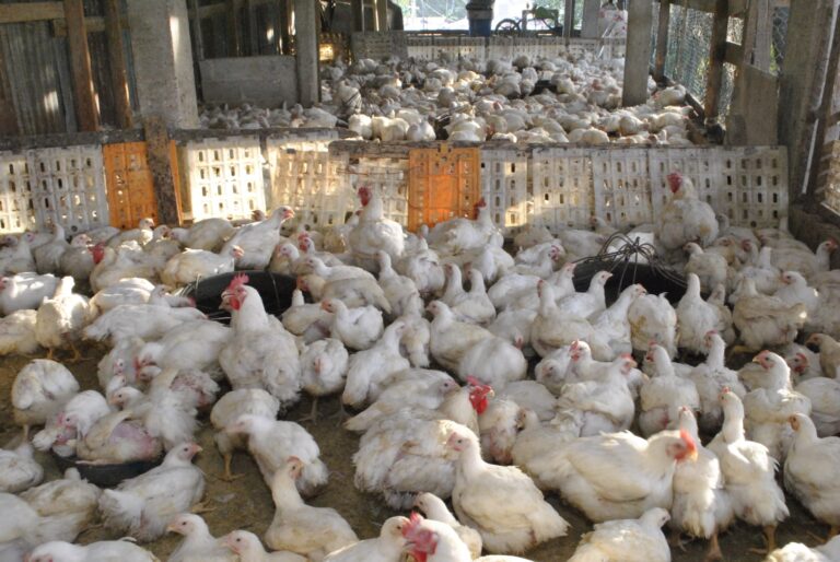 Autoridades agropecuarias y avícolas garantizan abundancia de pollo en Navidad y Año Nuevo 