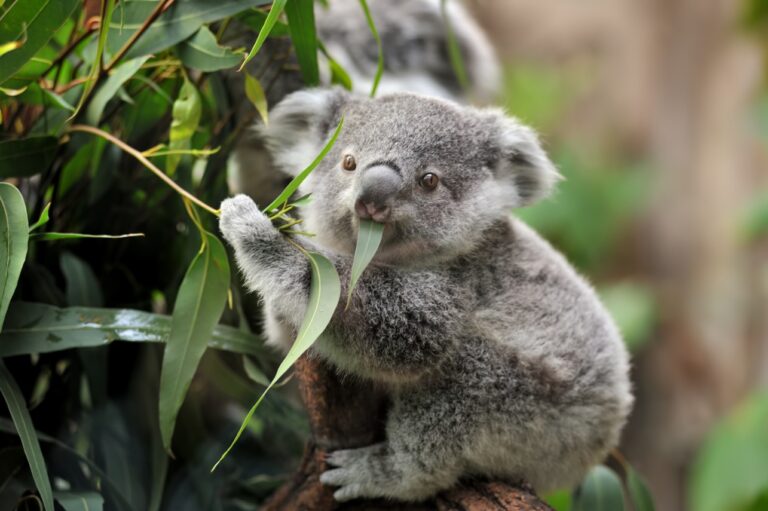 Australia declara a los koalas especie en riesgo de extinción
