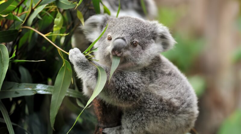 Australia declara a los koalas especie en riesgo de extinción