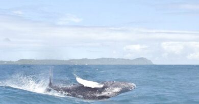 Observación de ballenas jorobadas 2022 rompe récord de visitas