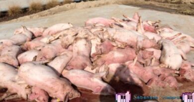 Una mortandad de cerdos se registra en Mata Palacio de Hato Mayor; creen es la Fiebre Porcina.