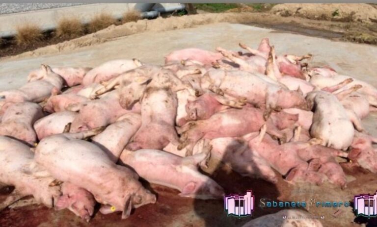 Una mortandad de cerdos se registra en Mata Palacio de Hato Mayor; creen es la Fiebre Porcina.