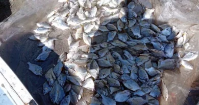Medio Ambiente decomisa peces en la bahía de Manzanillo