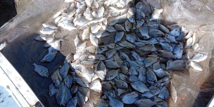 Medio Ambiente decomisa peces en la bahía de Manzanillo