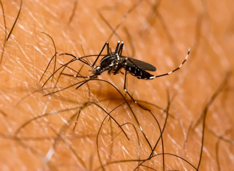 País registra siete defunciones por casos de dengue