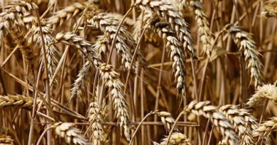 El precio del trigo toca su máximo desde 2008 por la guerra en Ucrania