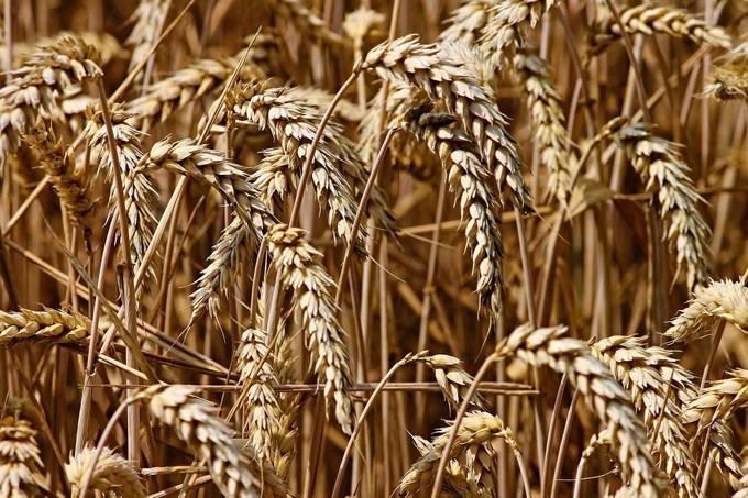 El precio del trigo toca su máximo desde 2008 por la guerra en Ucrania