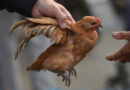 China confirma el primer contagio humano de la cepa H3N8 de la gripe aviar