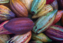 Exportación de cacao supera los US$200 millones en 2021