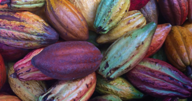 Exportación de cacao supera los US$200 millones en 2021