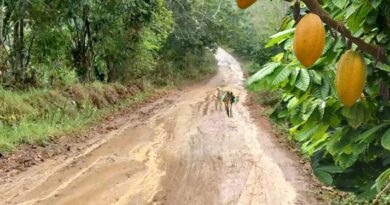 Falta de infraestructura vial afecta a productores de cacao de Yamasá