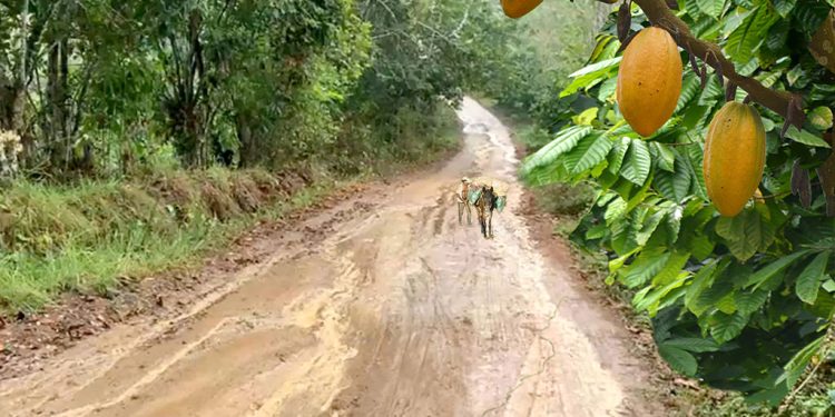 Falta de infraestructura vial afecta a productores de cacao de Yamasá