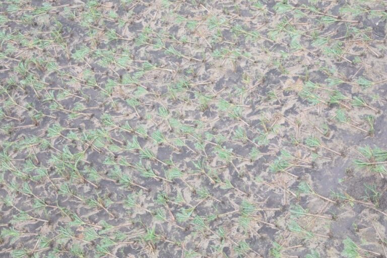 Ministro de Agricultura va en auxilio de productores de plátanos afectados por tornado