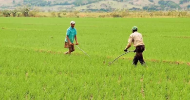 De todo el arroz que consume RD, el 97% es de producción nacional