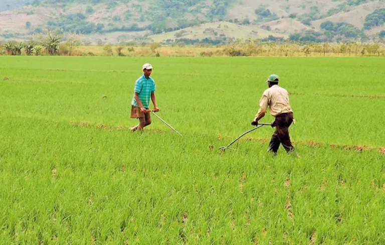 De todo el arroz que consume RD, el 97% es de producción nacional