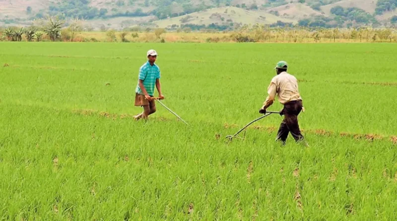 De todo el arroz que consume RD, el 97% es de producción nacional