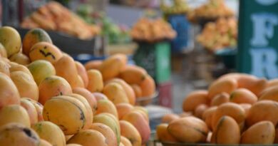 El mango dominicano cautiva el mercado y se posiciona en exterior