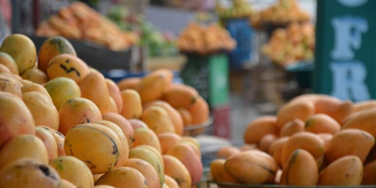 El mango dominicano cautiva el mercado y se posiciona en exterior