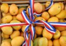 Mangos dominicanos ocupan séptima posición en el mercado estadounidense
