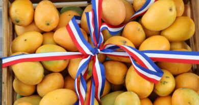 Mangos dominicanos ocupan séptima posición en el mercado estadounidense