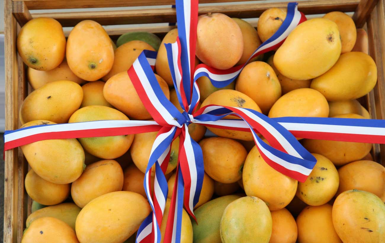 Mangos dominicanos ocupan séptima posición en el mercado estadounidense