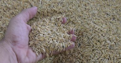 Panamá compraría a República Dominicana 700 mil quintales de arroz