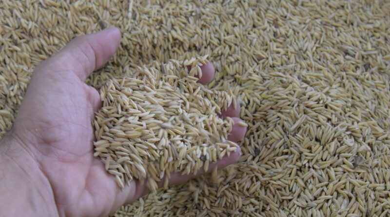 Panamá compraría a República Dominicana 700 mil quintales de arroz