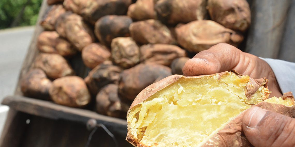 Villa Altagracia explora potencial turístico, sobre lo comercial, de la batata asada