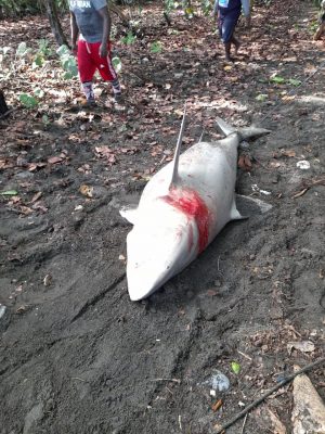 Someten a dos hombres por captura y muerte de tiburón blanco en Nizao