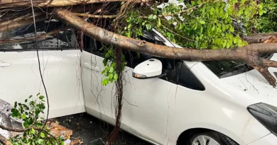 Árbol aplasta vehículo con mujer dentro en el Distrito Nacional