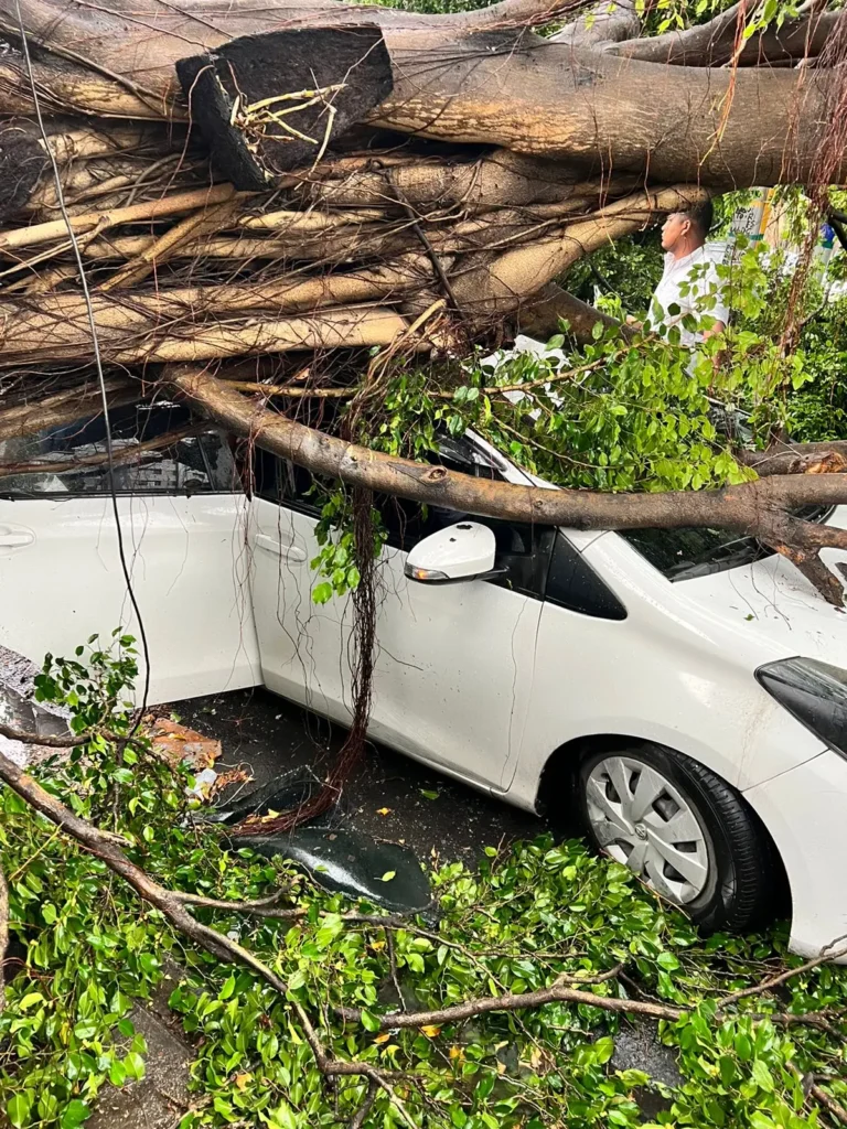 Árbol aplasta vehículo con mujer dentro en el Distrito Nacional