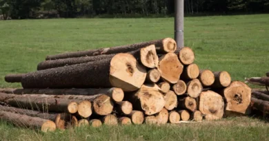 Medio Ambiente suspende de manera provisional aprovechamiento de madera bruta