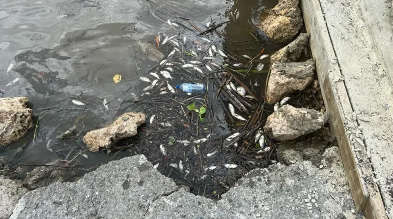 Decenas de peces habrían muerto en el río Soco
