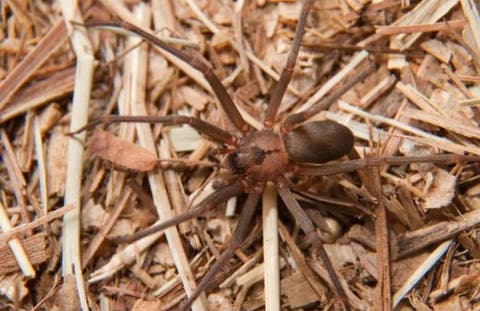 Aparece tarántula Araña Marrón en RD y pica a quince personas