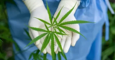 Panamá aprobó el consumo de cannabis para uso medicinal y terapéutico