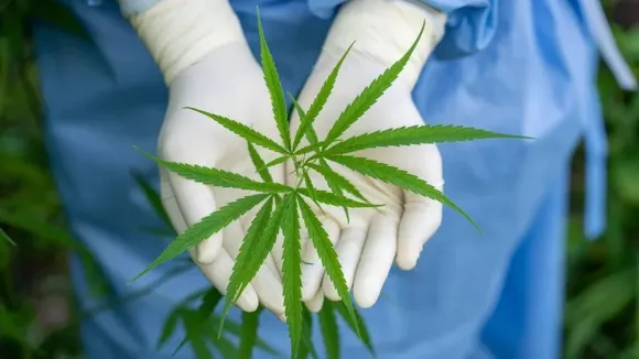 Panamá aprobó el consumo de cannabis para uso medicinal y terapéutico