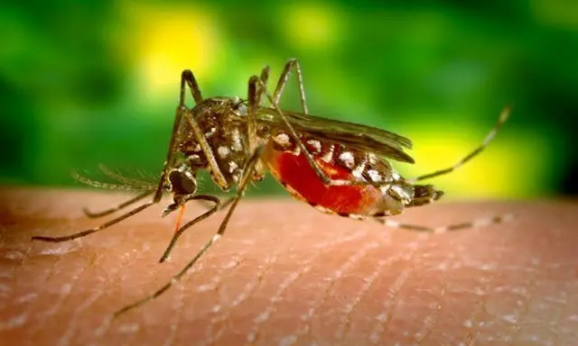 Se registra 34 muertes por dengue y 5,967 casos
